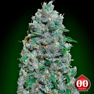 Comprar Auto Afghan Mass XXL de 00 Seeds - GB