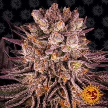 Mimosa x laranja Punch