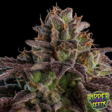 Comprar KmintZ Ripper Seeds Feminizada - GB