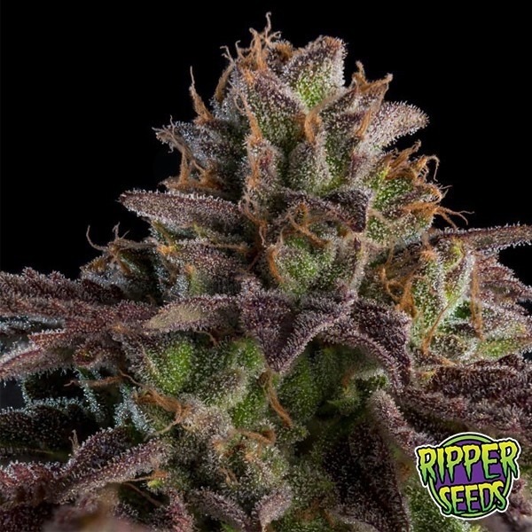 Comprar KmintZ Ripper Seeds Feminizada - GB