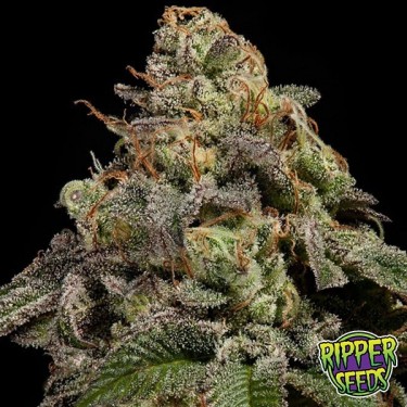 Plante de marijuana OMG