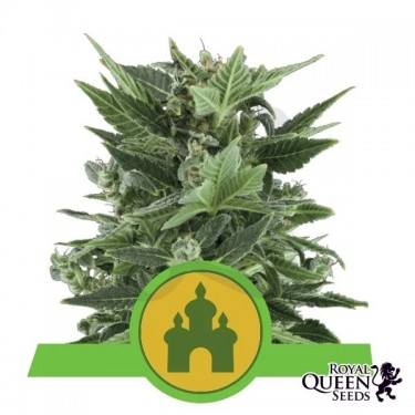 Royal Kush Automatic plante de marijuana