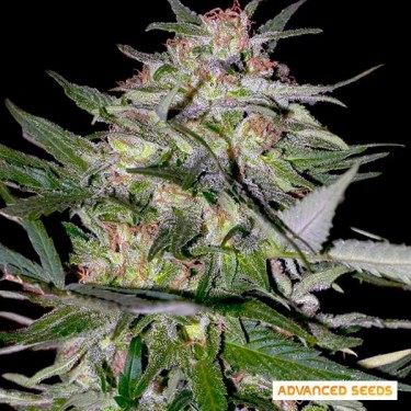 Comprar Jack Plant de Advanced Seeds - GB