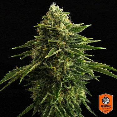 Comprar Zkit Kandy Dream Edition Kannabia Seed - GB