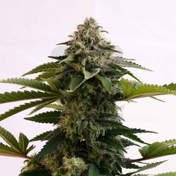 Plante de marijuana Amnesia Dream XL Auto Edition