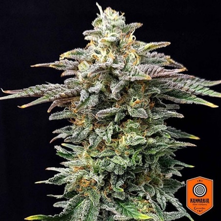 Comprar Cherry Dream Edition Kannabia Seed - Grow Barato Comprar Cherry Dream Edition Kannabia Seed - Grow Barato