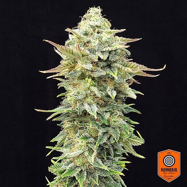 Comprar Pineapple Dream Edition Kannabia Seed - GB