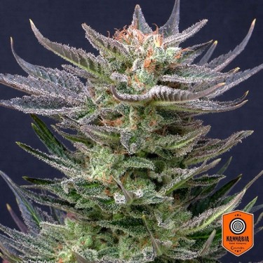Purple Dream Auto Edition cannabis strain