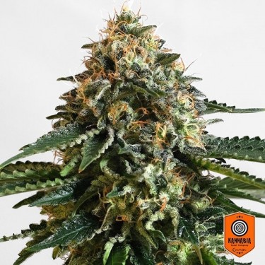 Comprar THCV Semilla feminizada Kannabia Seed - GB