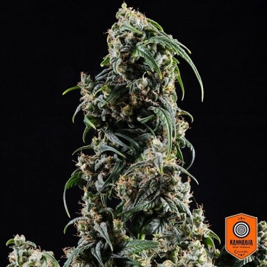 Comprar CBDV Auto da Kannabia Seed Company - GB