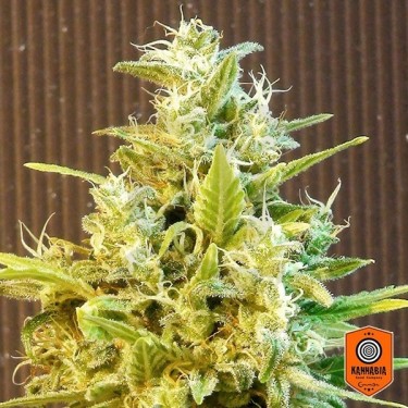 Comprar CBG Auto de Kannabia Seed Company - Grow Barato