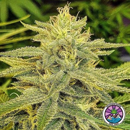 Comprar Lord Kush de Delicious Seeds - GB