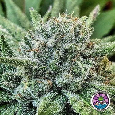 Comprar Lord Kush de Delicious Seeds - GB
