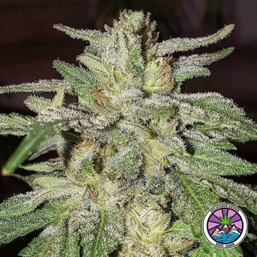 Compre Lord Kush de Delicious Seeds - GB