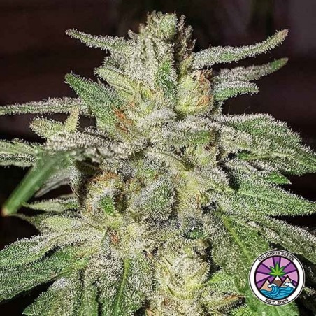 Comprar Lord Kush de Delicious Seeds - GB