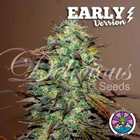 Eleven Roses Early Version de Delicious Seeds - GB Eleven Roses Early Version de Delicious Seeds - GB