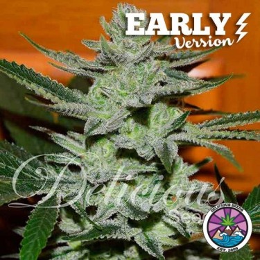 Unknown Kush Early Version de Delicious Seeds - Growbarato
