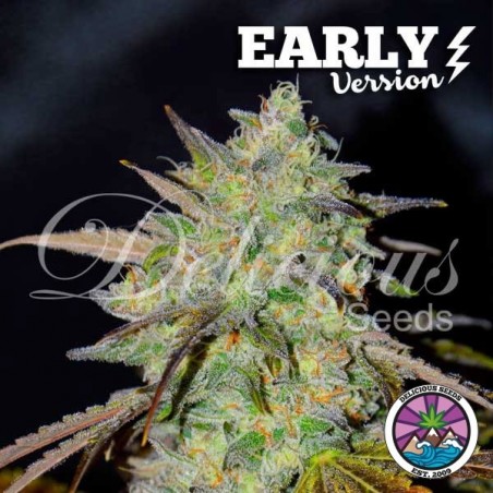Marmalate Early Version Delicious Seeds - GB The Green Brand Marmalate Early Version Delicious Seeds - GB The Green Brand