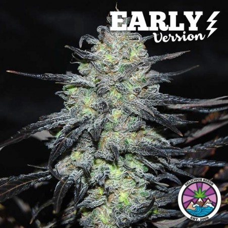 Comprar Golosa Early Version de Delicious Seeds - GB Comprar Golosa Early Version de Delicious Seeds - GB