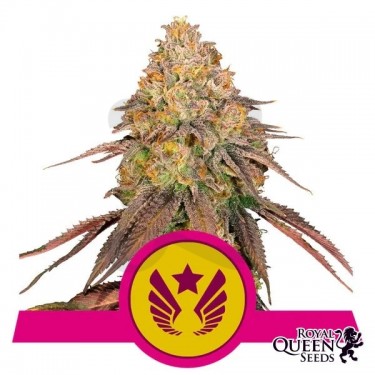 Comprar Legendary OG Punch de RQS - Growbarato