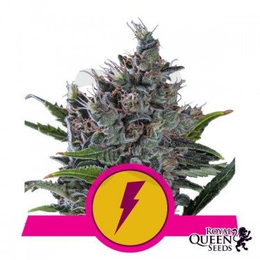 Comprar North Thunderfuck de RQS - GB The Green Brand