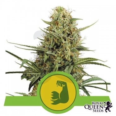Comprar RQS Hulkberry Automático - GB A marca verde