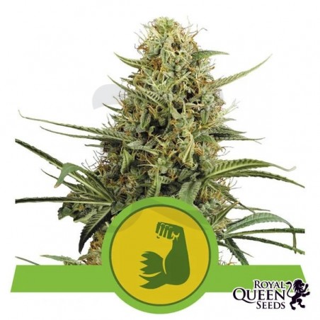Comprar RQS Hulkberry Automático - GB A marca verde Comprar RQS Hulkberry Automático - GB A marca verde