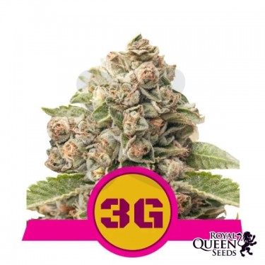 Comprar Triple G de Royal Queen Seeds - GB