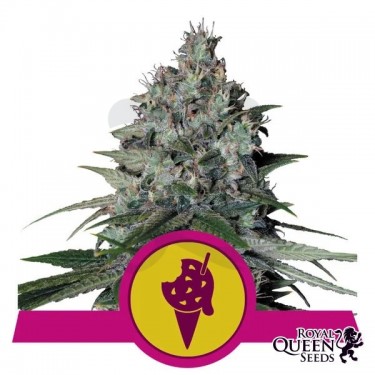 Comprar Cookies Gelato de RQS - GB The Green Brand