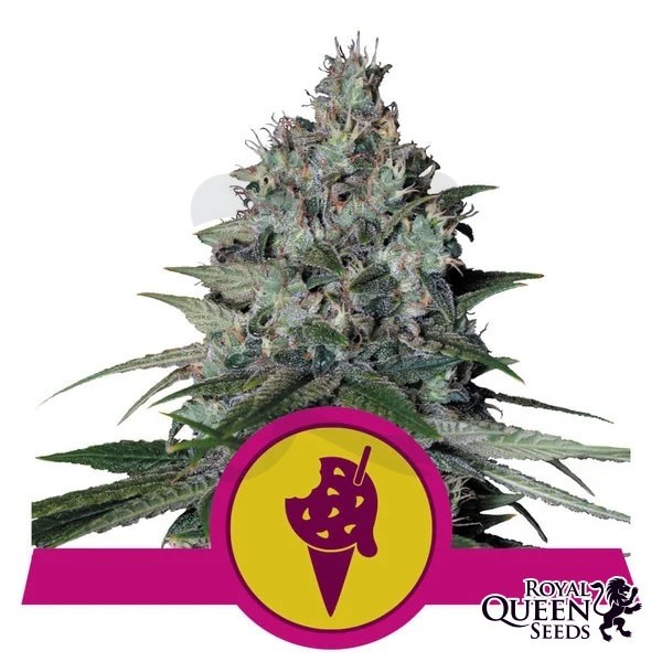 Cookies Gelato varietà femminizzata Royal Queen Seeds - GB