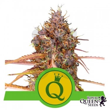Comprar Purple Queen Automatic RQS - Growbarato