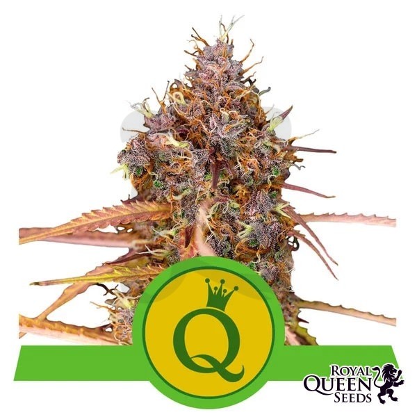 Comprar Purple Queen Automatic RQS - Growbarato