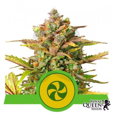Comprar Sweet ZZ Automatic RQS - Growbarato