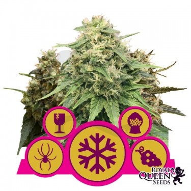 Comprar Mix Feminizadas Royal Queen Seeds - GB