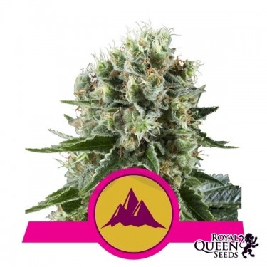 Comprar Critical Kush RQS - GB The Green Brand