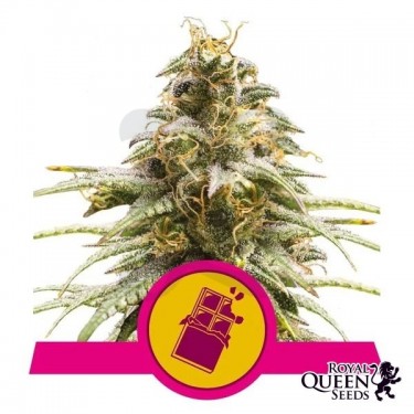 Chocolate Haze de Royal Queen Seeds - GB The Green Brand