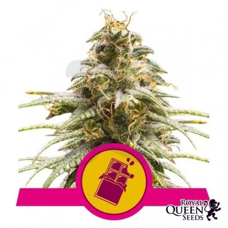Chocolate Haze de Royal Queen Seeds - GB The Green Brand Chocolate Haze de Royal Queen Seeds - GB The Green Brand