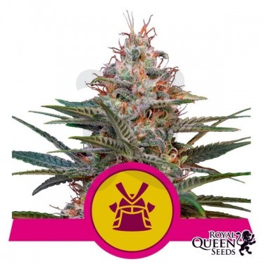 Semillas Shogun de Royal Queen Seeds - GB The Green Brand