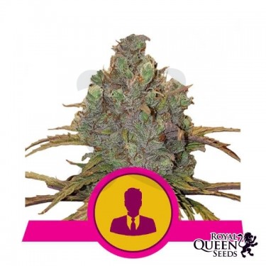 El Patrón semillas de Royal Queen Seeds - GB The Green Brand
