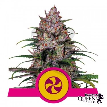 Sweet ZZ de Royal Queen Seeds - GB The Green Brand