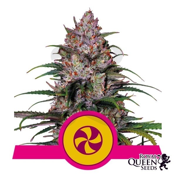 Sweet ZZ de Royal Queen Seeds - GB The Green Brand