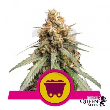 Shining Silver Haze Royal Queen Seeds - GB The Green Brand