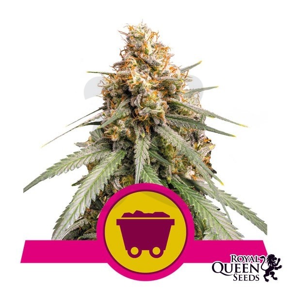 Shining Silver Haze Royal Queen Seeds - GB The Green Brand
