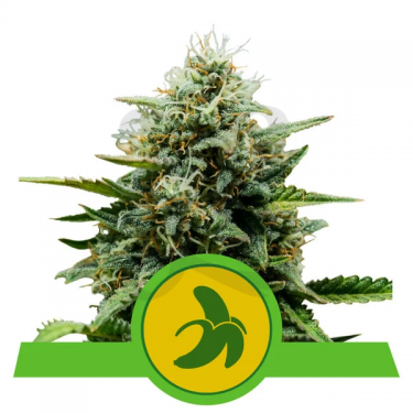 Semillas Fat Banana Automatic - GB The Green Brand