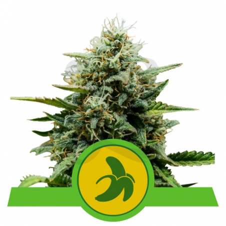 Semillas Fat Banana Automatic - GB The Green Brand Semillas Fat Banana Automatic - GB The Green Brand