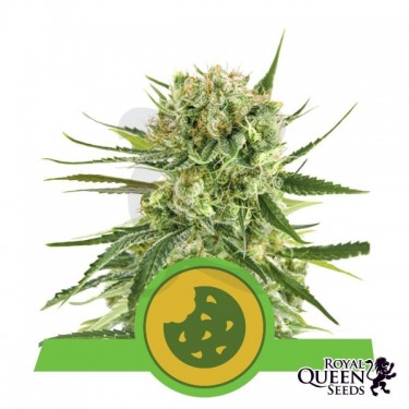 Semillas Royal Cookies Automatic - GB The Green Brand