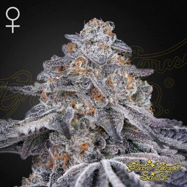 Comprar Velvet Moon Green House Seeds - GB