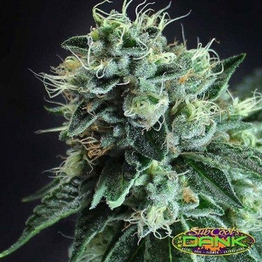 Comprar Jesus OG Kush de SubCool The Dank - GB