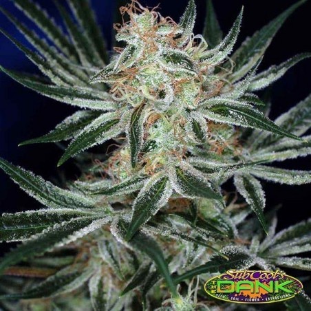 Comprare Jack The Ripper femminizzata - GB The Green Brand Comprare Jack The Ripper femminizzata - GB The Green Brand