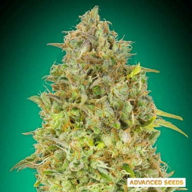 Skunk 47 feminizada de Advanced Seed- GB The Green Brand